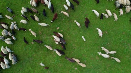 Sheep Herd