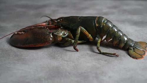 Lobster 87