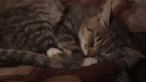 Close Up of Domestic Cat Sleeping on Sofa in Room