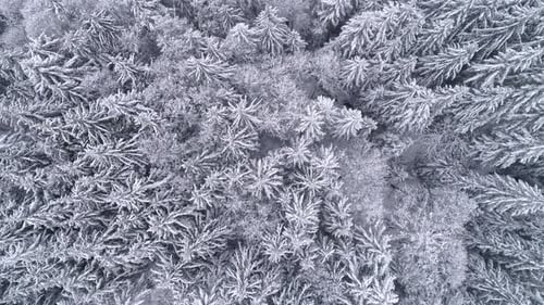 Helicopter View Of Cold Winter Landscape With Snow Flakes Falling On Mountain Forest Tree Tops