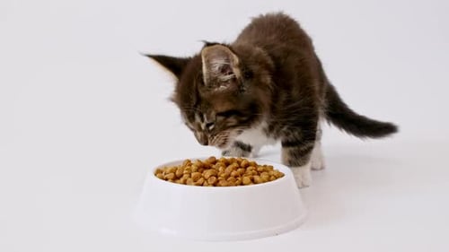 Adorable Kitten Eating Food From White Bowl