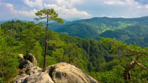 Mountain Landscape with Pine Trees Growing on Rock