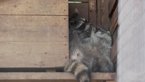 Par de mapaches Procyon Lotor lamiéndose unos a otros. Animales divertidos en una casa de madera.