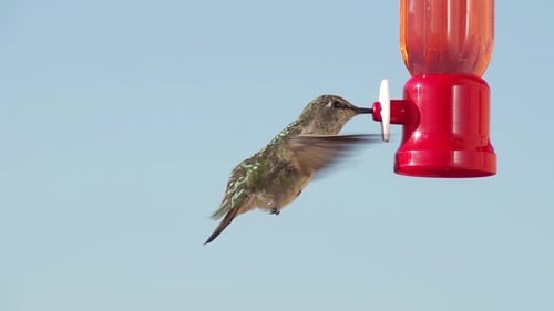 Hummingbird Feeding Slow Motion.