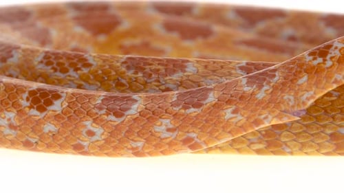 Python tigre Molurus Bivittatus Morph Albine Birman sur fond blanc. Gros plan