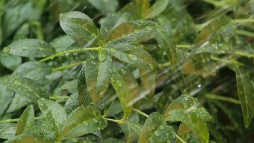 Beautiful rain drop on green plant leaves