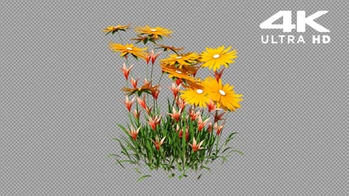Blooming Grass and Flowers Growth Animation