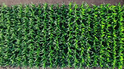 Green Cornfield in the Agricultural Garden