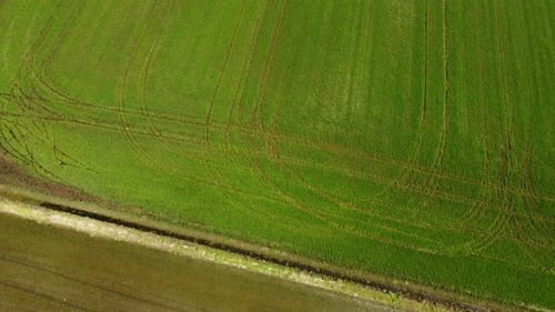 Rice Paddy Agriculture Field