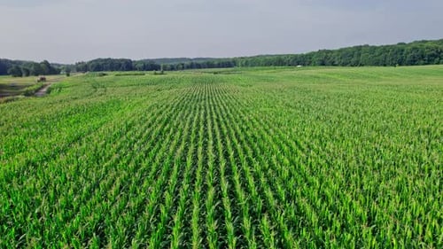 Aerial View of Corn Crops Field From Drone Point Of View