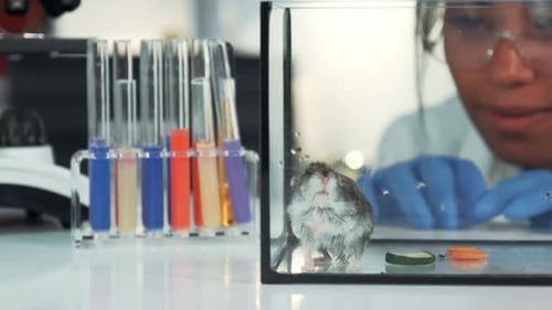 Hamster in Enclosure Observed by Scientist