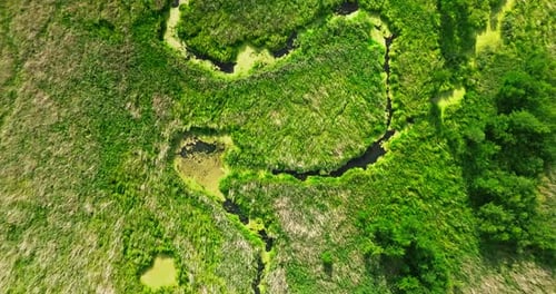 Top down view of river and swamps in summer