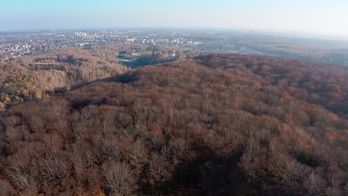 Autumn Forest from Above