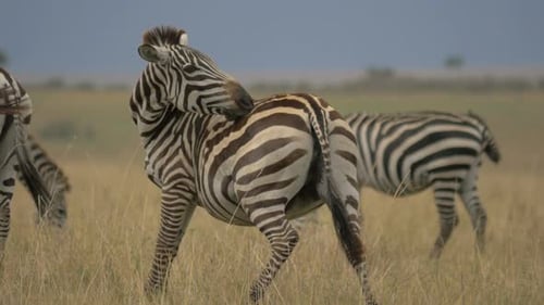 Zebras Grazing in a Sunny Tropical Field