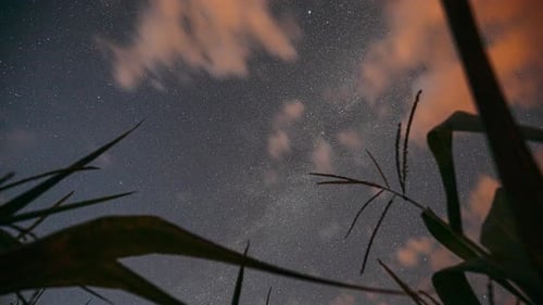 Sternenhimmel mit leuchtenden Sternen und meteorischen Spuren über dem grünen Maisfeld