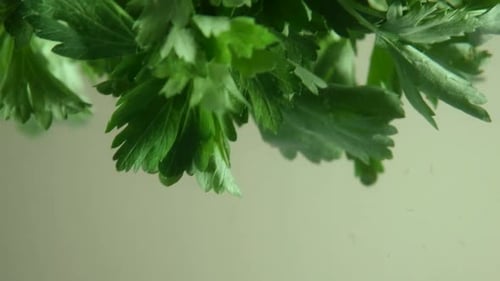 Parsley in Water