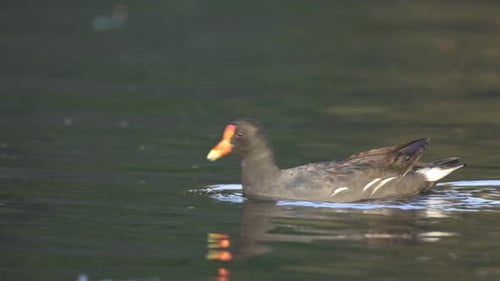 Close side view of common moorhen swimming in dark water in sunlight