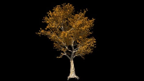 Baum aus dem Herbstwald