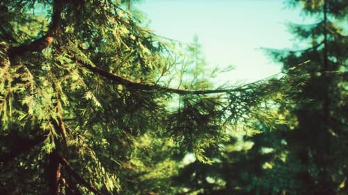 Green Cone Trees in Bright Sun Light