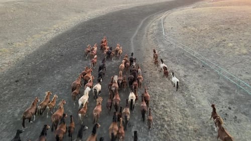 Wild Horses Running. Herd of Horses, Mustangs Running on Steppes To River. Hdr Slow Motion