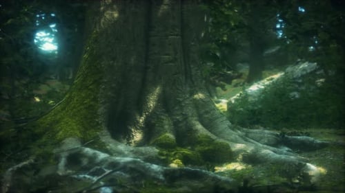 Tree with Moss on Roots in a Green Forest