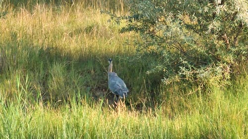 Great Blue Heron Walking Through Grassy Wetland