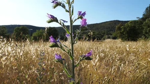 Echium plantagineum, maldición de Paterson o víbora morada, sur de Francia