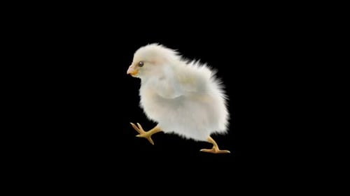 Realistic Baby Chick Walking Cycle Animation