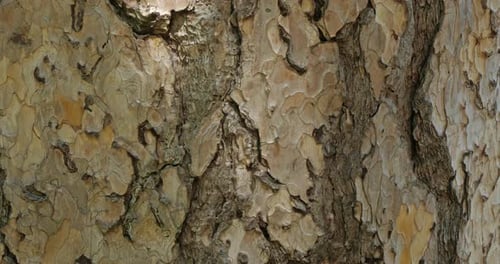 details of bark of Austrian pine or black pine ( Pinus Nigra)