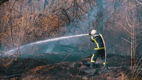 Firefighter in Equipment Extinguish Forest Fire with Fire Hose. Wood, Spring Day