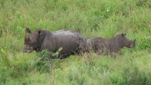 Rhino and her young standing together in the bushes
