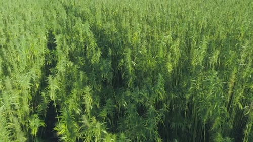 Medical Cannabis Plantation, Close View of Bright Green Hemp Plants