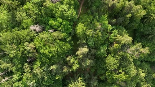 Über den Waldweg fliegen