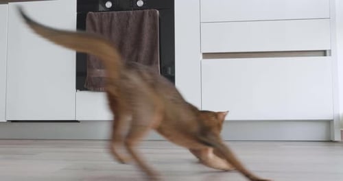 Young Purebred Abyssinian Cat Playing with a Mouse