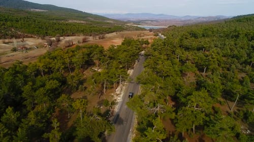Road Forest
