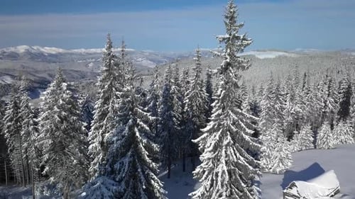 Survoler la forêt et les montagnes en hiver