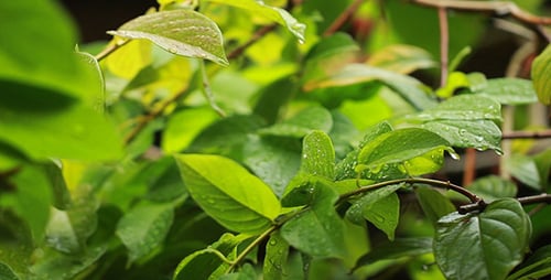 Green Leaves with Raindrops in Natural Environment