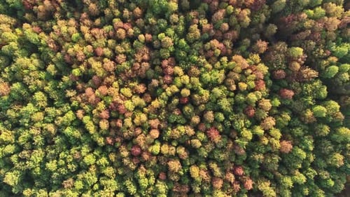 Autumn forest