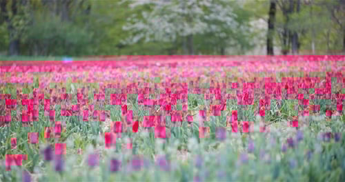 Blooming Tulips on Agriculture Field