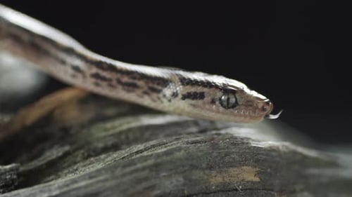 Close-up of Snake Flicking its Tongue on Branch