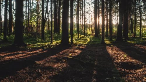 Forest in sunset sun rays.