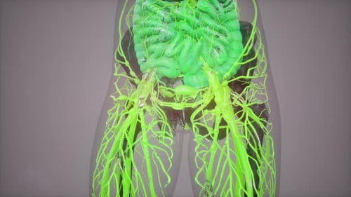 3D Human Lymphatic System Scan with Organ Highlight