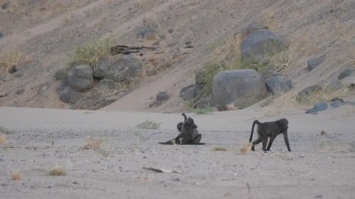 Troop of baboons on the savanna around Purros