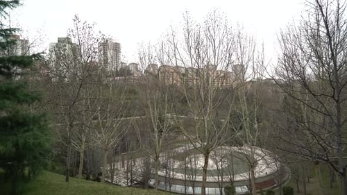 Leafless Trees in the City Park in Autumn 4K