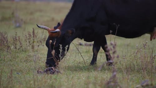 Cow Grazing Peacefully in a Grassy Field