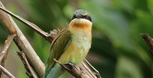 Colorful Bird Perched on Branch in Tropical Forest