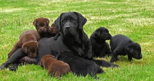 Black Labrador Retriever Bitch and Black and Brown Puppies on the Lawn, Normandy, 4K Slow Motion