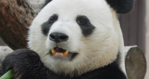 Giant Panda Ailuropoda Melanoleuca Also Known As the Panda Bear or Simply the Panda