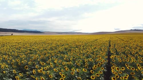 Aerial View of the sunflowers