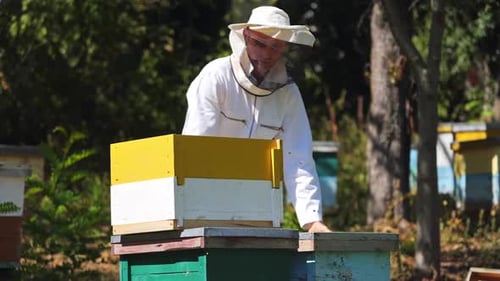 Apiarist Collecting Pollen From Beehive